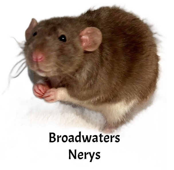 nerys.jpg