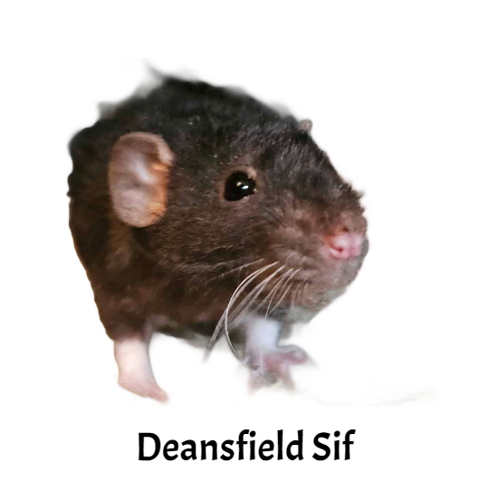 deansfield sif.png